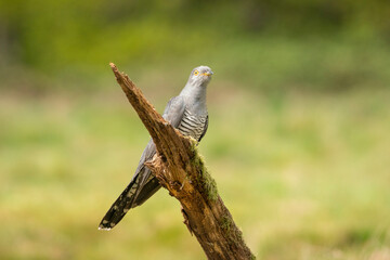 Common Cuckoo,  Cuculus canorus,mid spring in the English countryside


