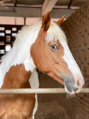 A brown and white horse with a red eye in a stable staring at the camera 