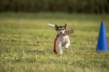 Obraz na płótnie Canvas a small cute little Jack Russell Terrier dog running fast and with joy across a meadow with a toys in his mouth