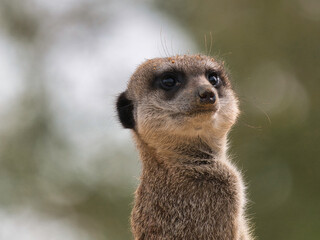 suricate