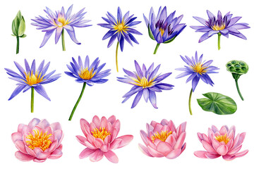 Lotus flower, Pink and violet flowers. Hand drawn watercolor floral set