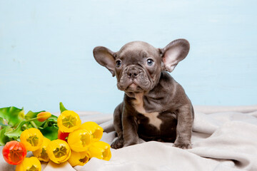 a French bulldog puppy on a blue background with a bouquet of spring flowers