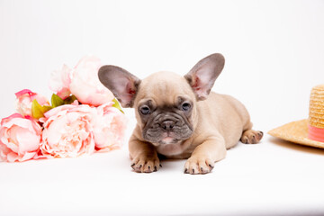 French bulldog puppies with a straw hat on a white background with a bouquet of spring flowers , cute pets