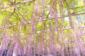 吉田三大神社　滋賀　藤　Yoshida Sandai shrine Shiga　Wisteria