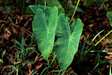 Beautiful giant green taro leaves, Colocasia esculenta plant leaves, Green giant leaves. Green Leaf of Elephant Ear Plant.