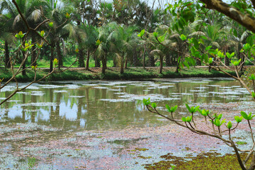 Beautiful nature landscape green forest tree reflect on the water surface. A mesmerizing view of Zinda Park Lake