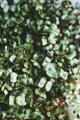 microgreen Foliage Background. Close-up of radish 6 days microgreens. Seed Germination at home. Vegan and healthy eating concept. Sprouted radish germinated from high quality organic plant seed.