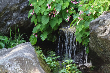 涼し気に流れ落ちる水とシユウカイドウ（Begonia grandis）【青龍山吉祥寺】／日本群馬県利根郡川場村
