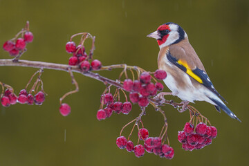 European Goldfinch (Carduelis carduelis)