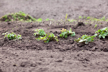 Young strawberry seedlings in the garden