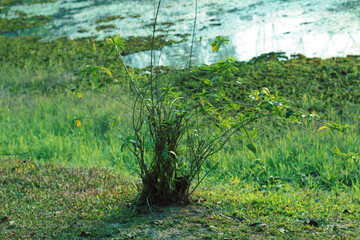 Wild Bramble Bushes In Summer