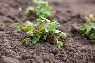 A young strawberry bush in the ground. nature photography, side view