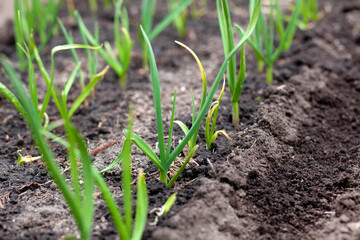 Plantation of young green onions at the garden