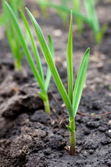 Sprouted garlic in raised garden beds grown as winter crop