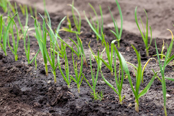 Green garlic in the garden. Spring harvest