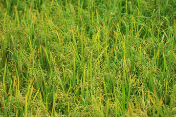 Paddy field under the blue sky. Rice in the paddy field.Nature, landscape, Mature, Agriculture and high quality photo.