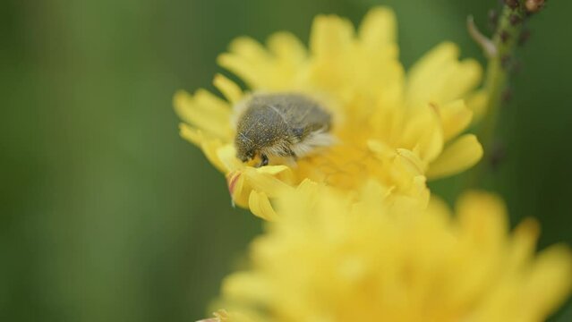 Macro footage of a Tropinota (Epicometis) hirta ( Apple Blossom Beetle) feeding on a yellow flower