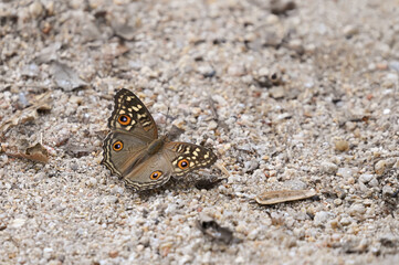 Lemon Pansy (Junonia lemonias) butterfly on the ground in the garden. Copy space wallpaper.