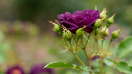 女王の玉座のような紫の薔薇