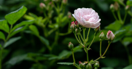 透き通るような薔薇でした