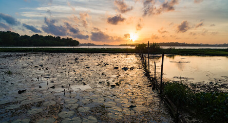 Sunset over a tropical lake with lotus flowers
