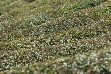 green tea field close-up

