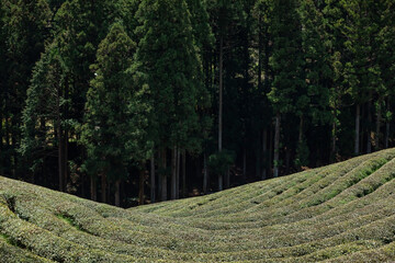 Fototapeta premium A view of the green tea field.