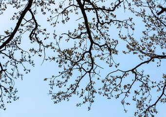 Looking up at the blue sky under the big tree.
