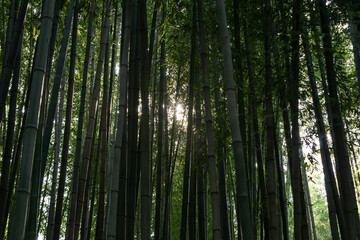 Fototapeta na wymiar On a clear day, in the bamboo forest...