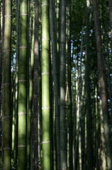 In the bamboo forest...