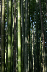 Obraz premium In the bamboo forest...