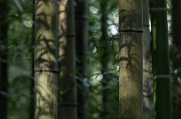 Bamboo leaf shadows visible on bamboo stems