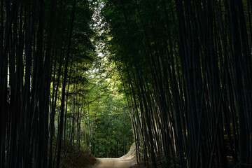 bamboo forest promenade
