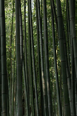 Fototapeta premium In the bamboo forest...
