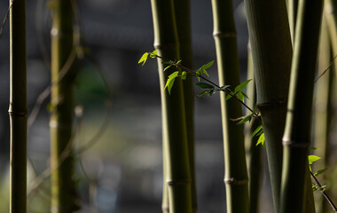 Fototapeta na wymiar bamboo forest on a sunny day