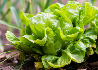 Green leaves of Lactuca sativa plant