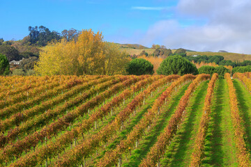 Fototapeta na wymiar A vineyard in autumn, the rows of grapevines golden with fall foliage. Photographed in the Hawke's Bay region, New Zealand