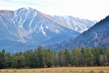 Pine trees against the backdrop of mountains.