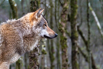 Close up of an adult wolve roaming in the forest