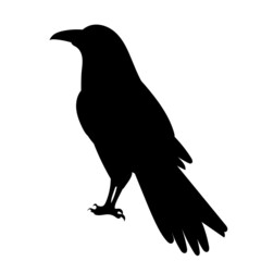 crow bird silhouette, on white background, isolated, vector
