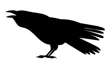 crow bird silhouette, on white background, isolated