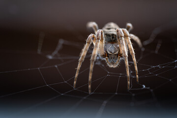 Macro photo of an European garden spider (Araneus diadematus) hanging on its web. Focus on the eyes.