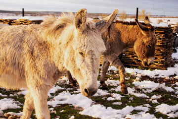 pair of donkeys in the meadow, one white and the other gray