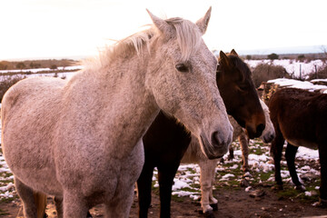 group of horses, white, brown and black in the meadow