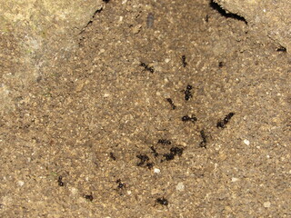 ants in the sands