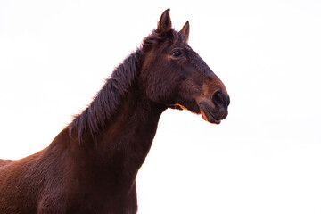 
brown horse silhouette on white background