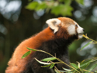 Fototapeta premium Panda Roux