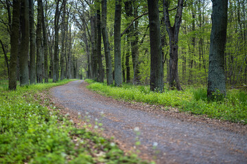 Fototapeta premium waldweg