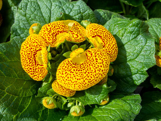 Calceolaria also called lady's purse, slipper flower and pocketbook flower, or slipperwort, is a genus of plants in the family Calceolariaceae, sometimes classified in Scrophulariaceae by some authors