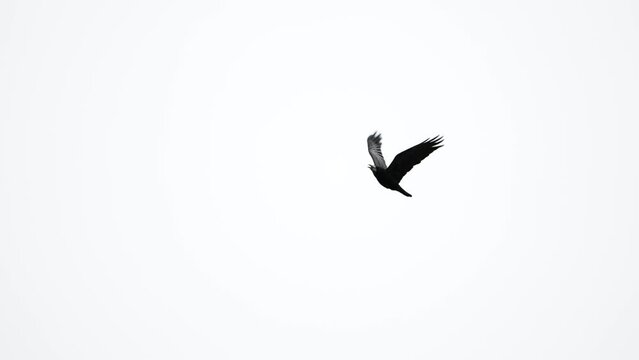 Raven is flying in slow motion. Close-up shot. 100 FPS 4K. Bird in the sky.